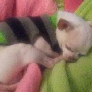 Meet your Posher, Faye ann